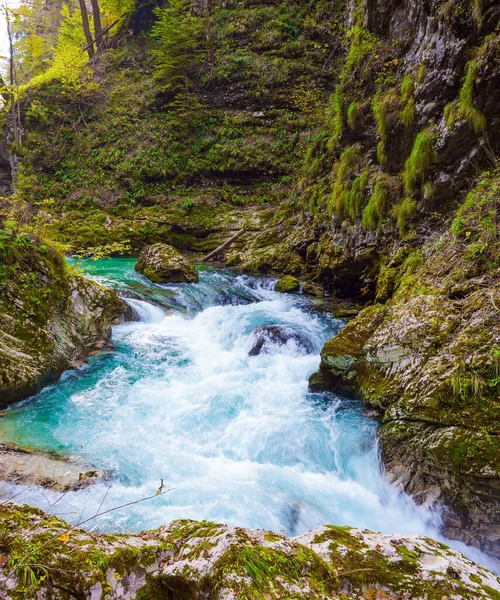 斯洛文尼亚 拉多夫纳河的碧绿水流在陡峭的悬崖之间 风景如画的文采峡谷 朱利安阿尔卑斯山峡谷 环境和摄影旅游的概念 — 图库照片