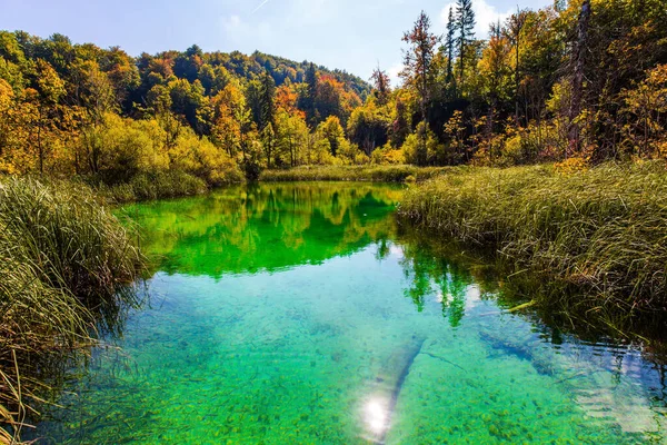 Plitvice湖是美丽的喀斯特湖 这个透明的浅湖反映了阳光和森林 克罗地亚的Plitvice湖公园 前往中欧的旅行 — 图库照片