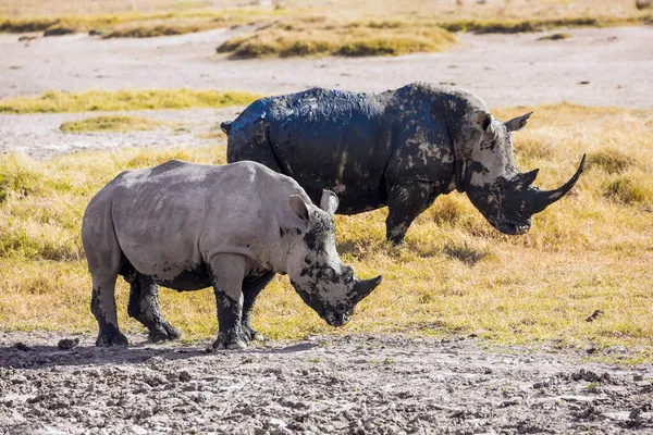 Híres Afrikai Nagy Ötös Afrikai Prérik Nakuru Partján Nagy Hasadék — Stock Fotó