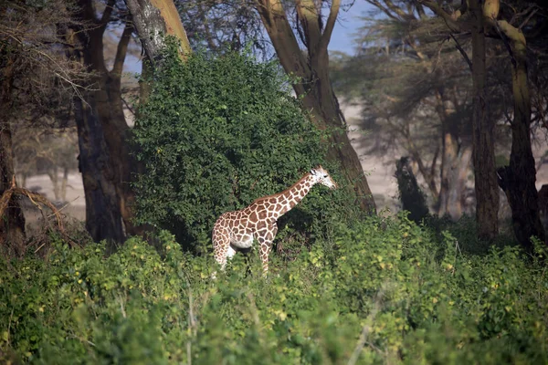 Nakuru Gölü Kıyısındaki Afrika Savanası Kenya Afrika Boynuzu Git Büyük — Stok fotoğraf