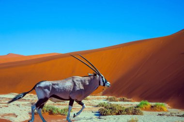 Siyah-beyaz Antilop Antilobu. Namibya 'ya büyük gezi, Namib Naukluft Çölü. Görkemli turuncu kum tepeleri, Sussussflay Gölü. Egzotik, ekstrem ve fotoğraf turizmi kavramı