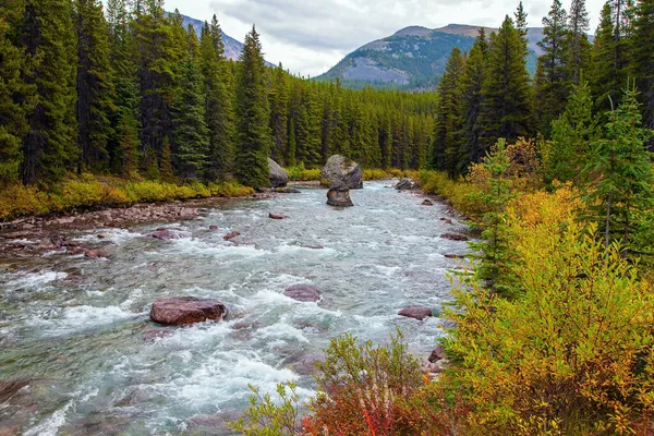 Siejąca Górska Rzeka Lesie Iglastym Prowincja Alberta Jesienna Podróż Kanady — Zdjęcie stockowe