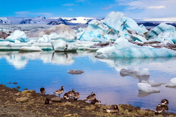 北极鸟在水边觅食 离奇的冰山和漂浮在水面上的浮冰 泻湖的Jokulsaurloun 北方和摄影旅游的概念 — 图库照片