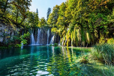 Hırvatistan 'daki Plitvice Lakes Parkı. Birçok resmedilmiş şelale kil kayalıklar boyunca akar. Şeffaf sığ göl ormanı yansıtır. Orta Avrupa 'ya seyahat. 