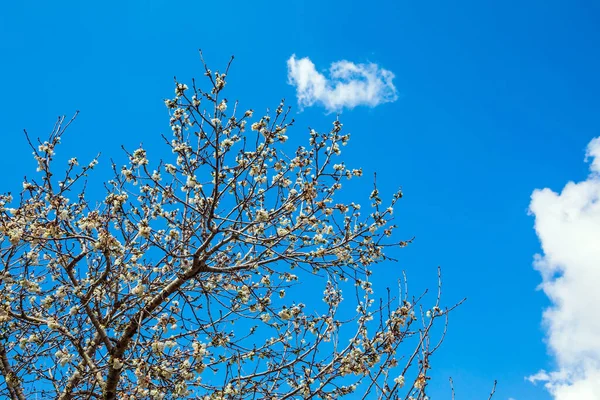 春天来了白色粉红橄榄树花 灿烂的春云笼罩着盛开的土地 期待已久的以色列之春 生态和摄影旅游概念 — 图库照片