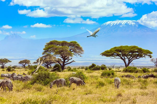 Kenya Délkeleti Részén Amboseli Parkban Nagy Egret Elrepül Egy Zebracsorda — Stock Fotó