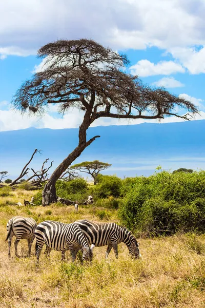 Reis Naar Hoorn Van Afrika Woestijnacia Afrikaanse Savanne Zebra Grazen — Stockfoto