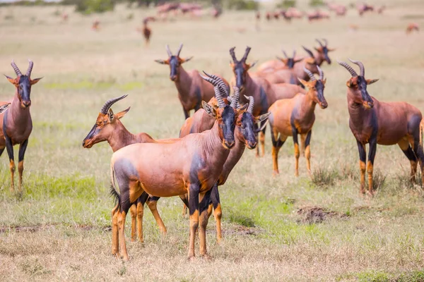 Quênia Safari Parque Nacional Masai Mara Grande Rebanho Antílopes Tsessebe — Fotografia de Stock