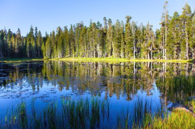 ABD. Sessiz yuvarlak göl. Görkemli kozalaklı orman gölün pürüzsüz suyuna yansıyor. Yosemite Park 'taki Tioga Yolu ve Geçidi.. 