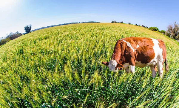 Krmené Krávy Pasou Zeleném Poli Krásný Teplý Den Jarní Květ — Stock fotografie