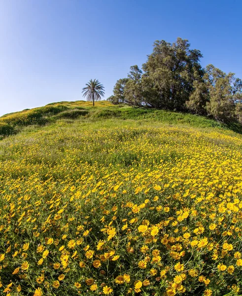 Frühlingsblüte Der Negev Wüste Israel Blühende Gänseblümchen Der Strahlenden Sonne — Stockfoto