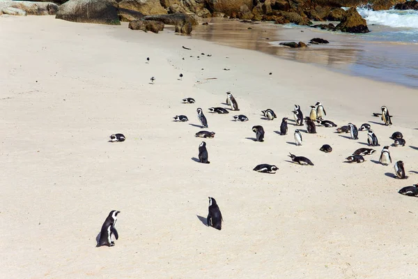 Sandbank Dużymi Skałami Glonami Malowniczy Obszar Ochrony Pingwinów Pobliżu Kapsztadu — Zdjęcie stockowe
