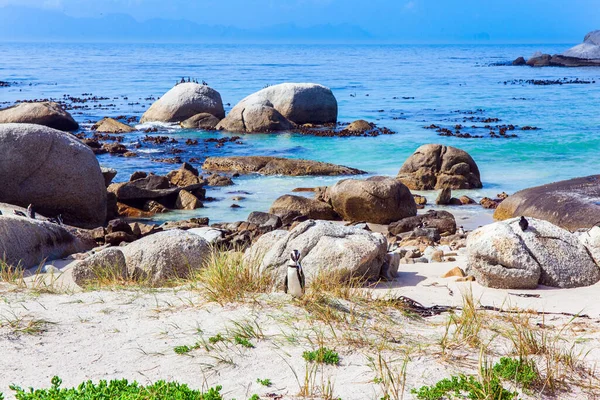 Sydafrika Sandstrand Med Stora Klippor Och Alger Natursköna Penguin Naturskyddsområde — Stockfoto