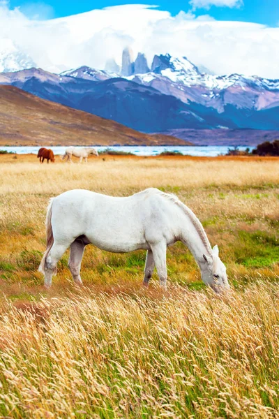 阿苏尔泻湖是一个神奇的山湖 靠近三个岩石 智利南部著名的Torres Del Paine公园一只野马在湖边吃草 — 图库照片