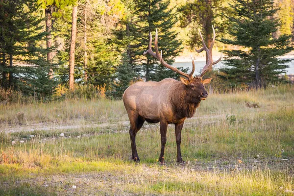 Verão Indiano Canadá Maravilhoso Dia Outono Renas Grandes Caribou Pastam — Fotografia de Stock