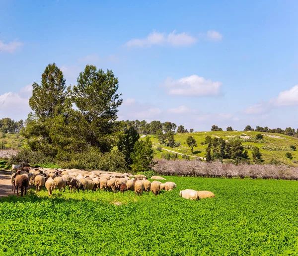 Grote Kudde Schapen Rammen Wordt Een Onverharde Weg Rond Weiden — Stockfoto