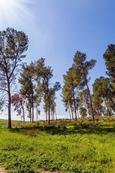 Voorjaarsgroene Wereld Israël Grote Slanke Dennen Groeien Weide Schilderachtig Dennenbos — Stockfoto