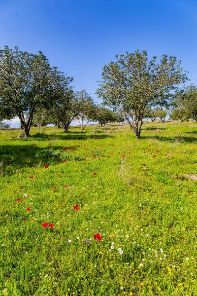 Prato Verde Con Anemoni Rossi Fiore Giornata Calda Soleggiata Acacacie — Foto Stock