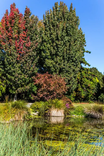 Malerischer Teich Mit Stehendem Wasser Überwachsen Mit Lilien Reise Nach — Stockfoto
