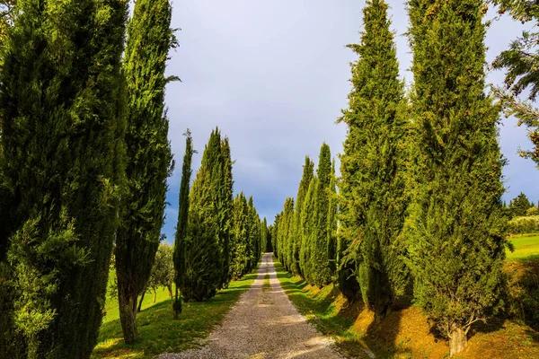 Picturesque Tuscany Sunny Autumn Day Magnificent Long Cypress Avenue Concept — Stock Photo, Image