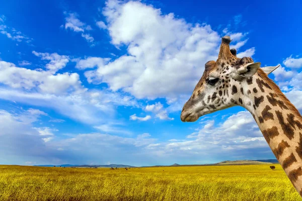 Portrét Smutné Žirafy Žirafa Dlouhým Krkem Krásnou Skvrnitou Kůží Malými — Stock fotografie