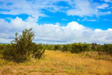 Güney Afrika. Meşhur Kruger Park. Afrika savanı. Düz bozkır. Sarı otlar ve çöl akasyası ile kaplanmış. Güzel güneşli ve rüzgarlı bir gün. Aktif ve fotoğraf turizmi kavramı