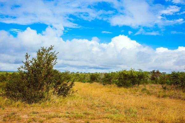 África Sul Famoso Kruger Park Savana Africano Estepe Plana Coberto — Fotografia de Stock