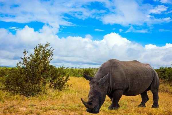 著名的克鲁格公园 非洲白犀牛鼻子上有一个强大的号角 在泥土路附近吃草 多云的夏日 去南非旅行 异国情调 生态和摄影旅游的概念 — 图库照片