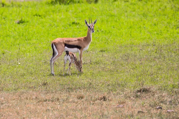 Elegantní Lehká Antilopa Thomsonova Gazela Ženská Matka Novorozencem Zelené Trávě — Stock fotografie