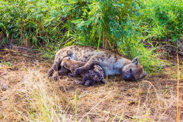 Hyena Krmí Své Novorozence Svým Mlékem Jižní Afrika Kruger Park — Stock fotografie