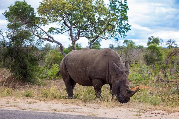 Utazás Dél Afrikába Afrikai Fehér Orrszarvú Hatalmas Szarvval Orrán Legel — Stock Fotó