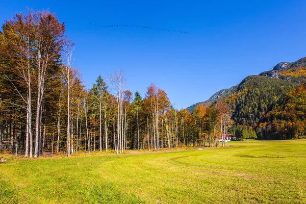 绿草草场 伟大的金秋在斯洛文尼亚山区 洛加尔斯卡山谷东欧阿尔卑斯山黄树 桔树和红树 — 图库照片