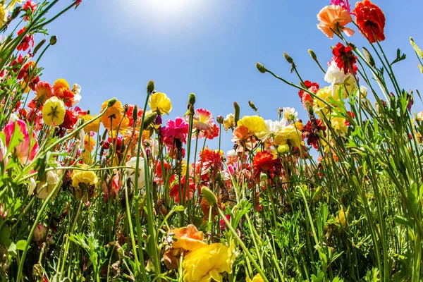 Hermosas Buñuelos Jardín Multicolores Crecen Campo Kibutz Primavera Israel Cielo —  Fotos de Stock