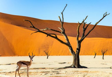 Springbok antilopları Sossusflei vadisinde otlar. Namib Naukluft Parkı. Namibya. Afrika. Büyük manzaralı kırmızı ve turuncu kum tepeleri. 