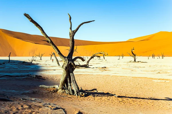 Des Restes Fossilisés Séchés Pittoresques Arbres Fond Lac Sossusflei Asséché — Photo