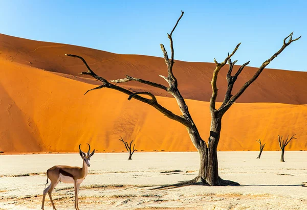 Antílope Springbok Pastoreia Vale Sossusflei Namib Naukluft Park Namíbia África — Fotografia de Stock