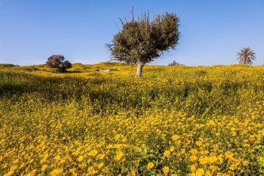 Çöl akasyası. Kahrolası Negev çölünde yürü. İsrail. Parlak güney güneşinde çiçek tarlaları. Muhteşem çiçek açan bahar. Mavi gökyüzü ve ışık bulutları. Güzel sıcak bir gün. 