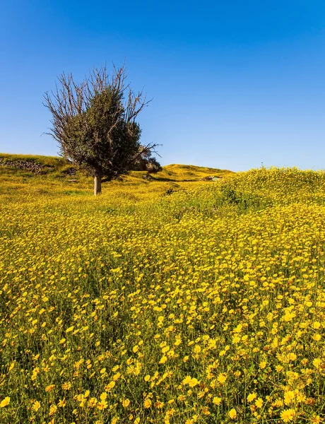 以色列内盖夫沙漠的春天盛开 在明亮的南方阳光下开满了花 蓝天和淡云 酷热的一天 在盛开的内盖夫沙漠中漫步 — 图库照片