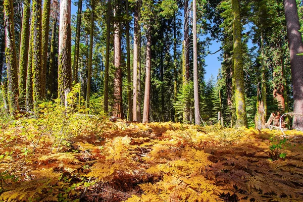 Sequoia Tree Cypress Family Natural Range Genus Pacific Coast North — Stock Photo, Image