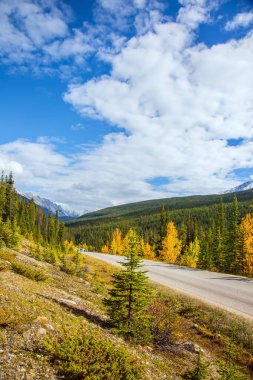  Muhteşem Hint Yazı. Mavi gökyüzünde yemyeşil kümülüs bulutları. Kanada 'nın Rocky Dağları' ndaki meşhur 93. Otoyol. Yeşil kozalaklı ormanlar arasında asfalt yol