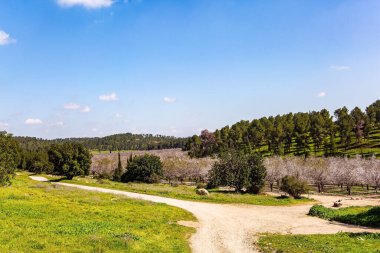 Badem ağacı bahçesinin kenarına. Bahçenin etrafında dekoratif doğal selvi ağaçları yetişiyor. Sıcak, güneşli bir gün. Şubat 'ta İsrail 