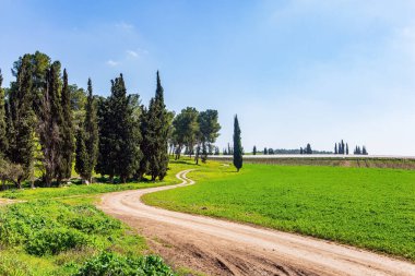 Bahçenin etrafında dekoratif doğal selvi ağaçları yetişiyor. Sıcak güneşli bir gün. İsrail. Geniş toprak yol çiçekli bir çayırı geçer.