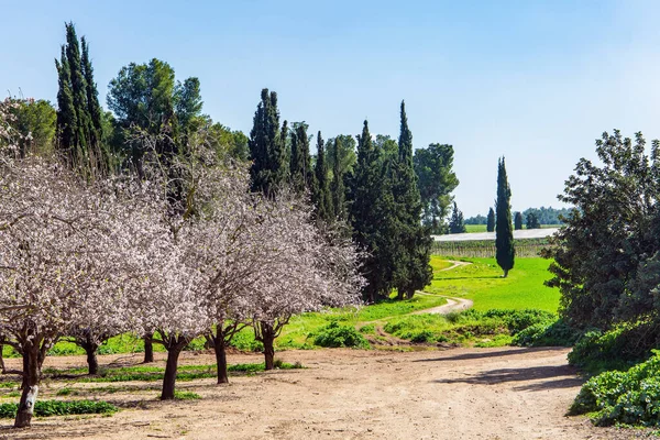 大きな咲くアーモンドの木の庭の端 庭の周りには美しいヒノキの木が生えています 暖かい晴れた2月の日 イスラエルだ 広い未舗装の道路は開花草原を横切る — ストック写真