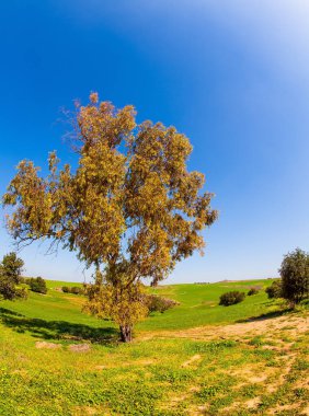 İsrail 'de muhteşem bir bahar. Kuzey Negev 'in tepelerini ve vadilerini yeşil taze çimenler ve kır çiçekleri kaplıyor. Fotoğraf Fishye lensleriyle çekildi. Nisanda güneşli güzel bir gün.
