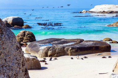 Büyük kaya ve yosunlu kum tepesi. Uçamayan kuş gözlüklü bir penguendir. Cape Town yakınlarındaki Penguen Koruma Alanı. Güney Afrika. 