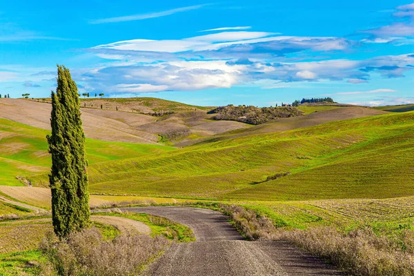 Dirt Road Green Grassy Hills Magnificent Cypress Alley Beauty Province — Stock Photo, Image