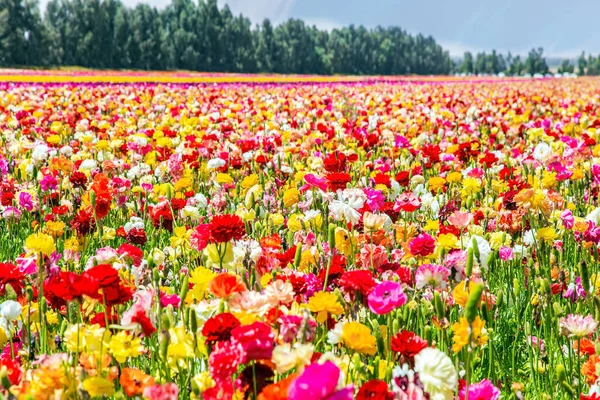 花の世界を歩く 曇りの日だ 壮大なカーペットでKibbutzフィールド内の緑豊かな黄色と赤の庭のランクラス イスラエル — ストック写真