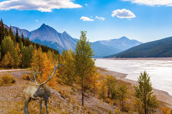 Magnificent Deer Branched Antlers Grazing Lake Shallow Lake Fed Melted — Stock Photo, Image