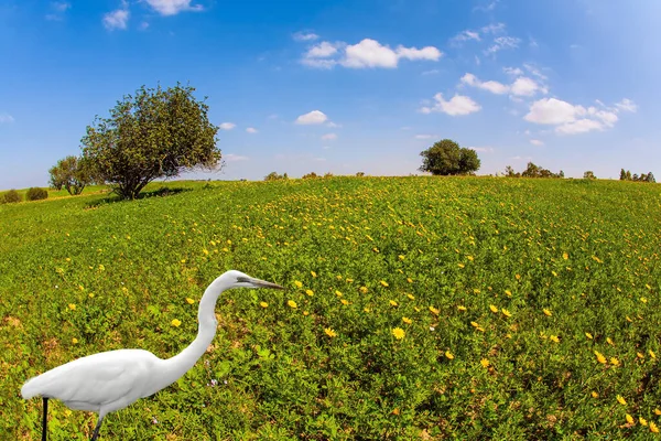 Camina Floreciente Desierto Del Neguev Israel Deliciosa Garza Blanca Como —  Fotos de Stock