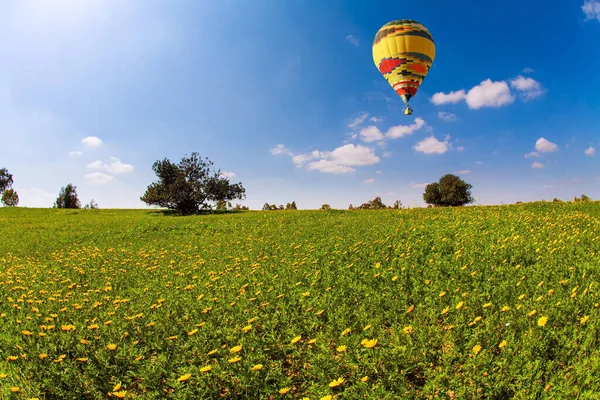 Florecimiento Primaveral Del Desierto Del Neguev Israel Campos Flores Primaverales —  Fotos de Stock